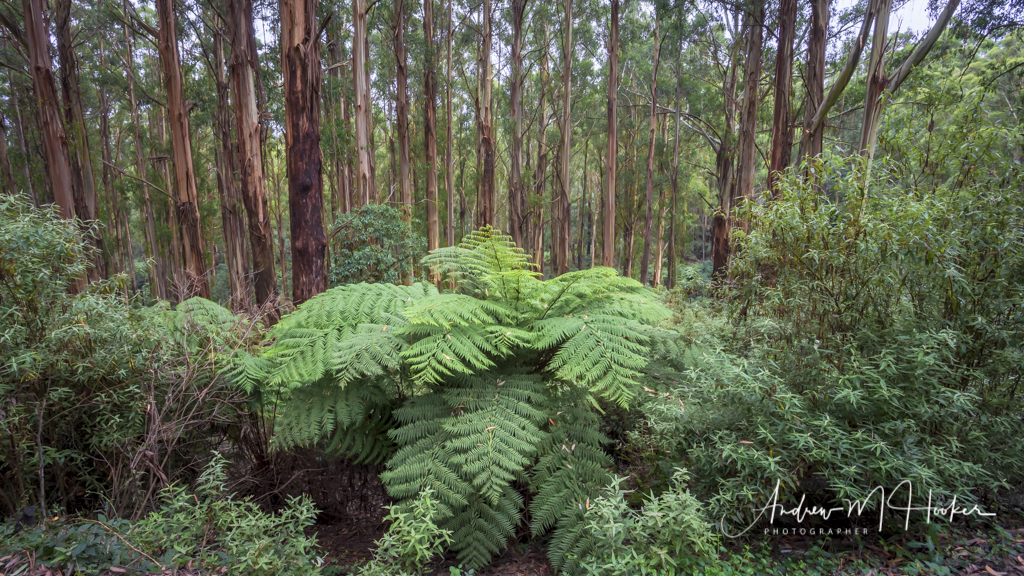 Warragul Plantation Fern
